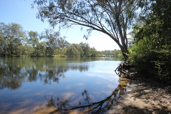08 Murray River - Albury Botanic Gardens - IMG_3891